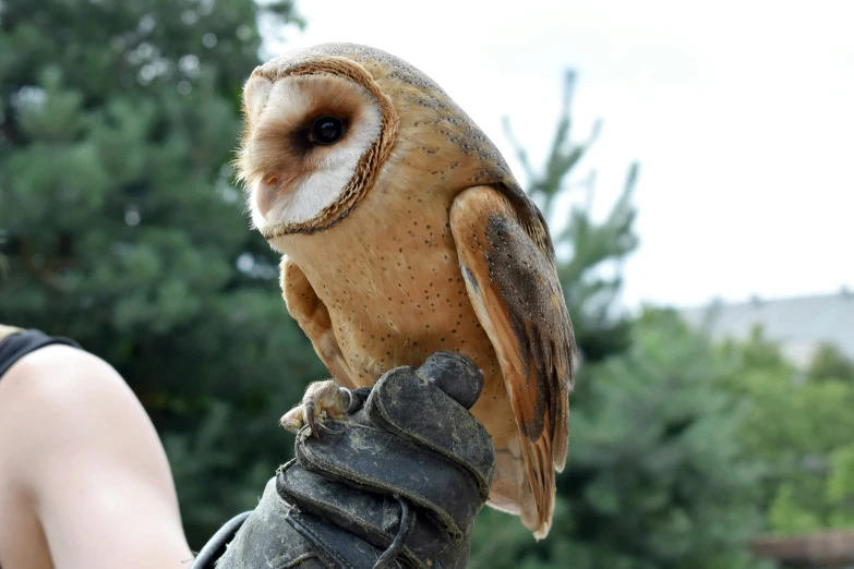 a bird sitting on top of a glove next to a woman