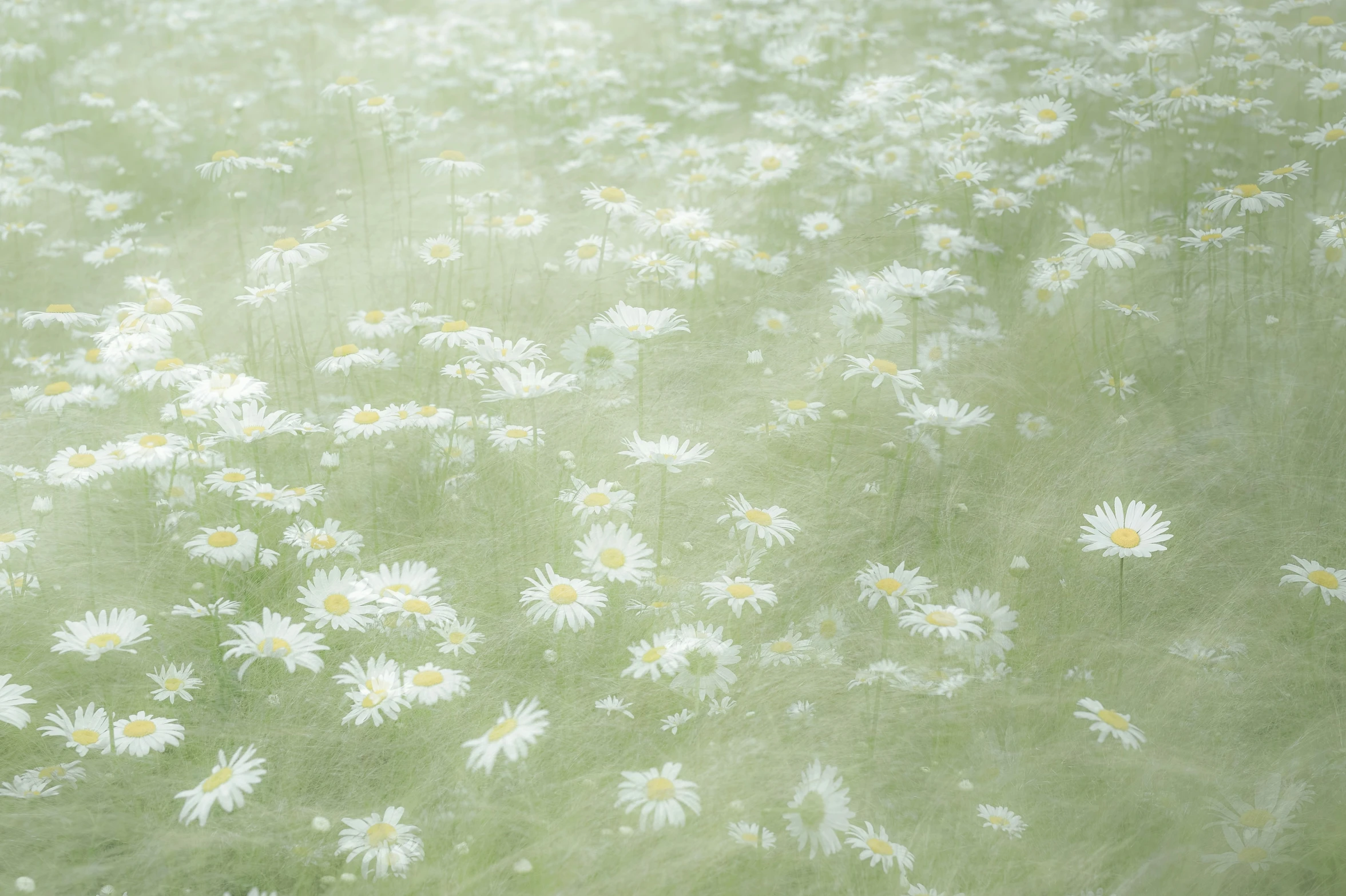 white daisies against a greenish green backdrop