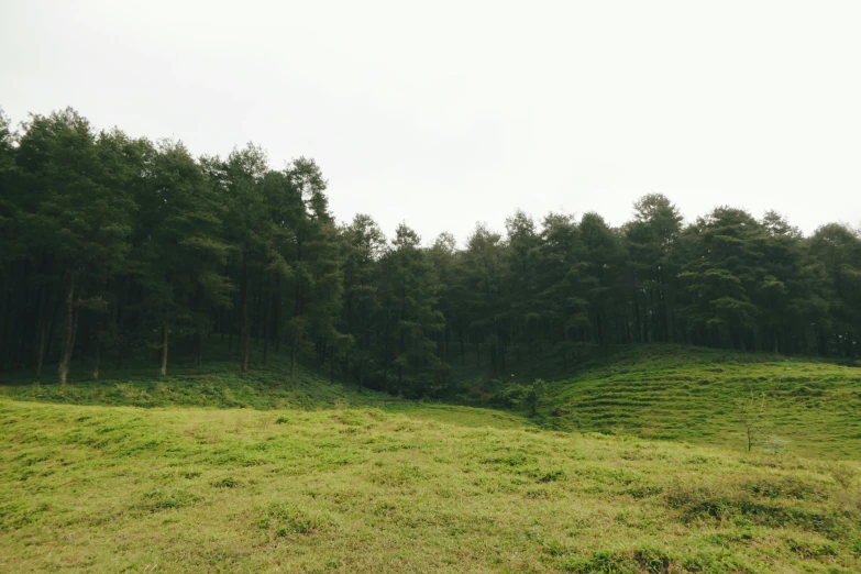 there are many trees on the hill near the bench