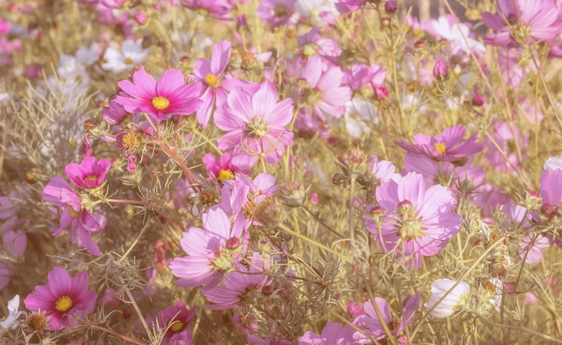 purple flowers are in a field with yellow and purple flowers