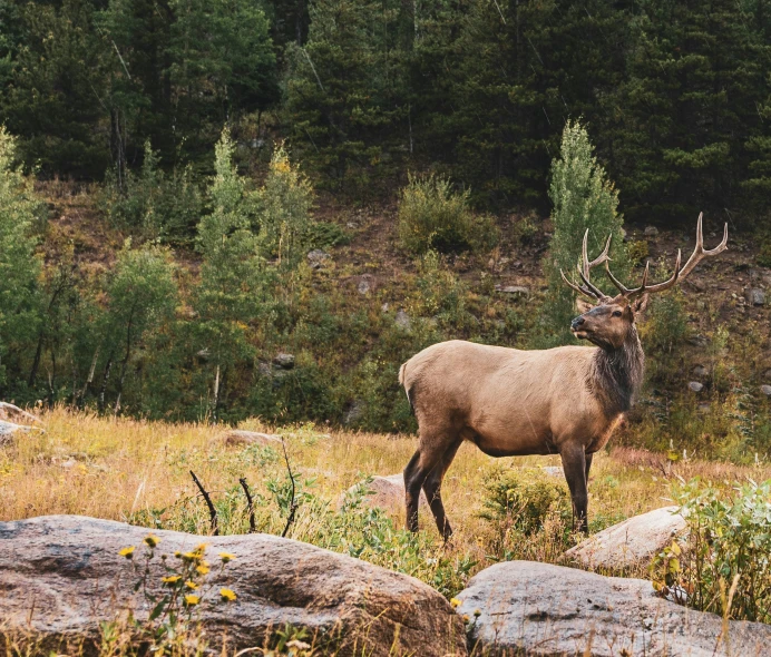 a large elk with horns standing in the wilderness