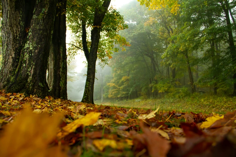 a view of some leaves on the ground in a wooded area