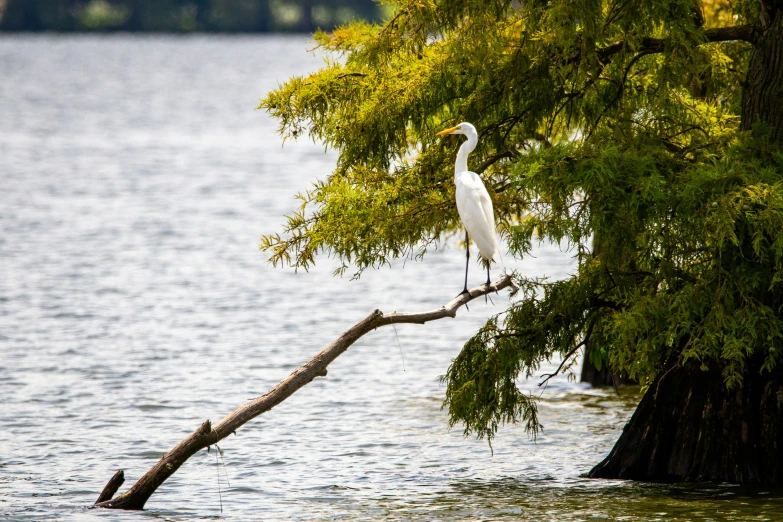 a bird that is sitting on a tree nch