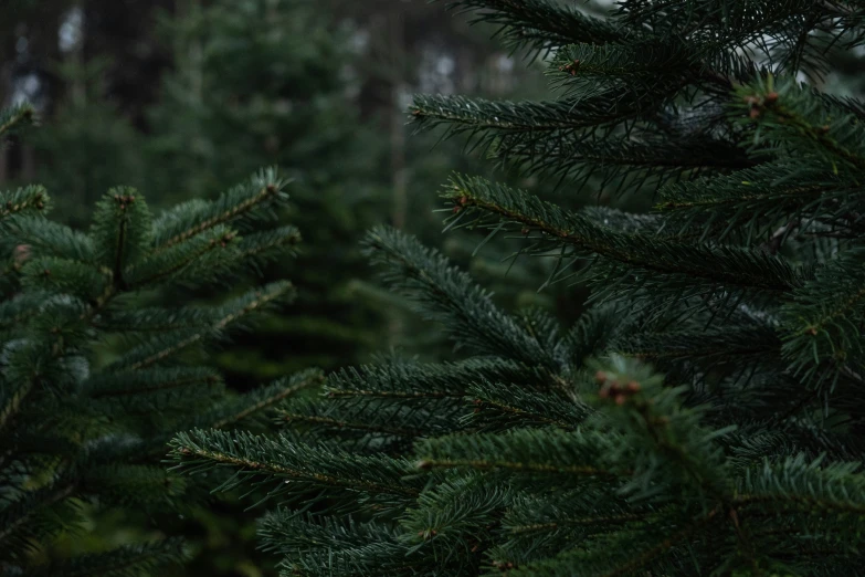 evergreen trees with lots of green needles