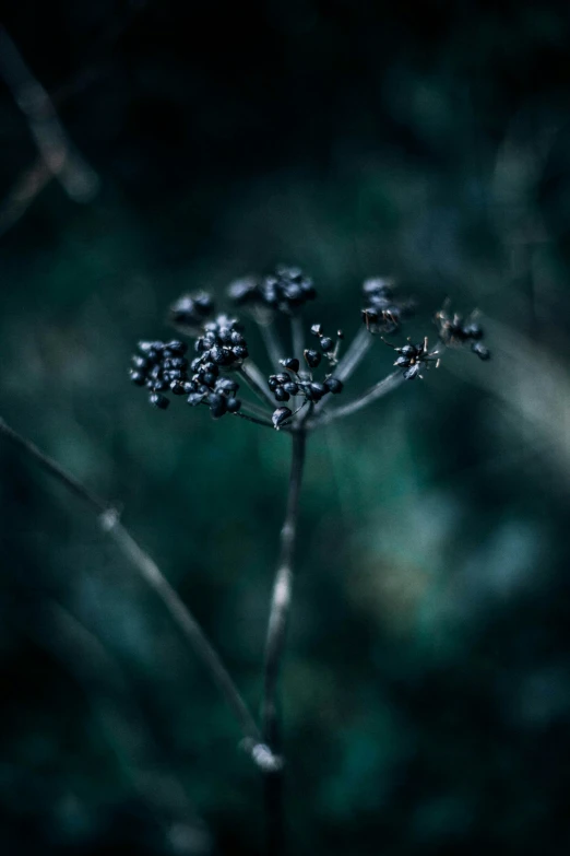 a small plant with many flowers growing out of it