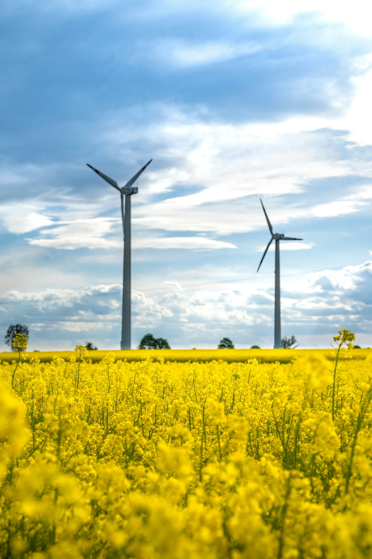 three wind turbines in a large yellow field