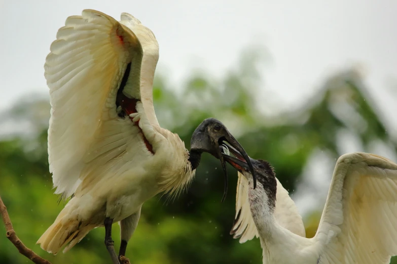 two birds are near one another that is very close to each other