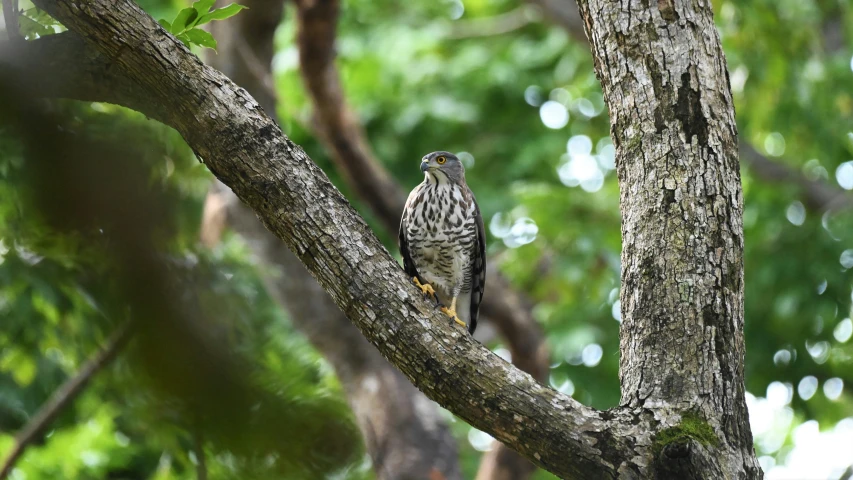 there is a bird that is perched on the tree