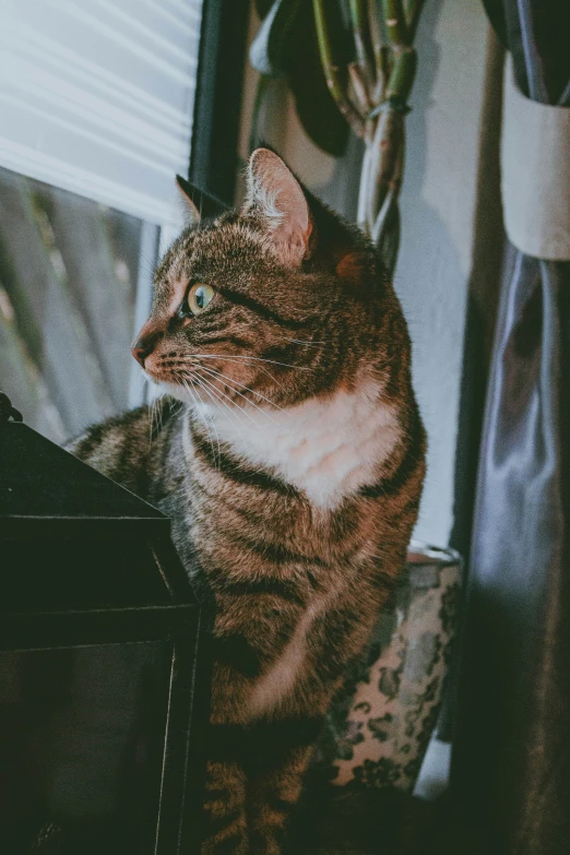 a cat is sitting on a piece of fabric