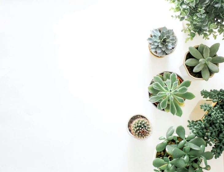 the various kinds of succulents on the wall