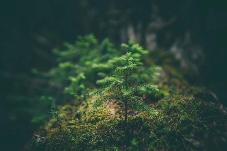 small tree on the edge of a hill with moss on the ground