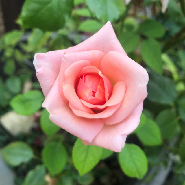 an old fashioned pink rose is on the bush