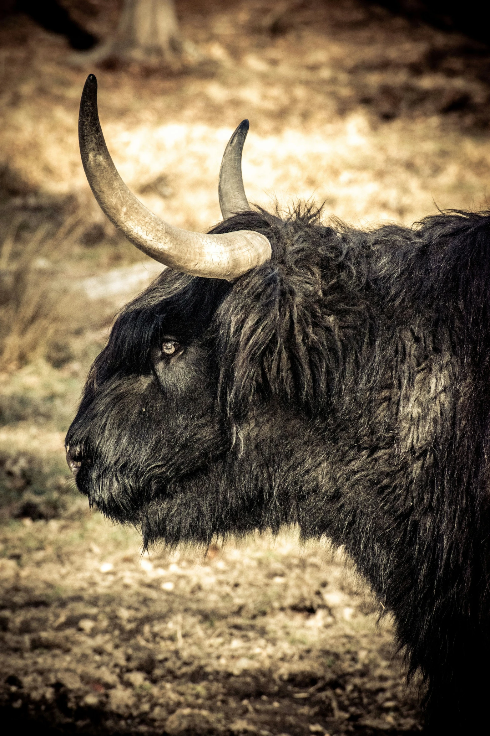 there is a black bison with very large horns