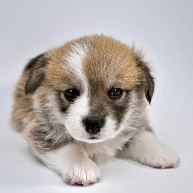 a white brown and black dog and its paw