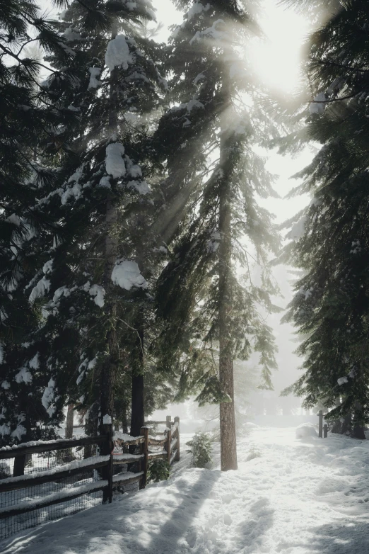 the sun peeking through pine trees on a snow covered path