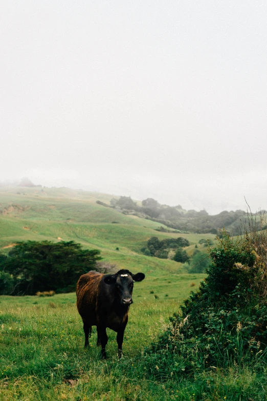 black cow standing in grassy meadow during rain