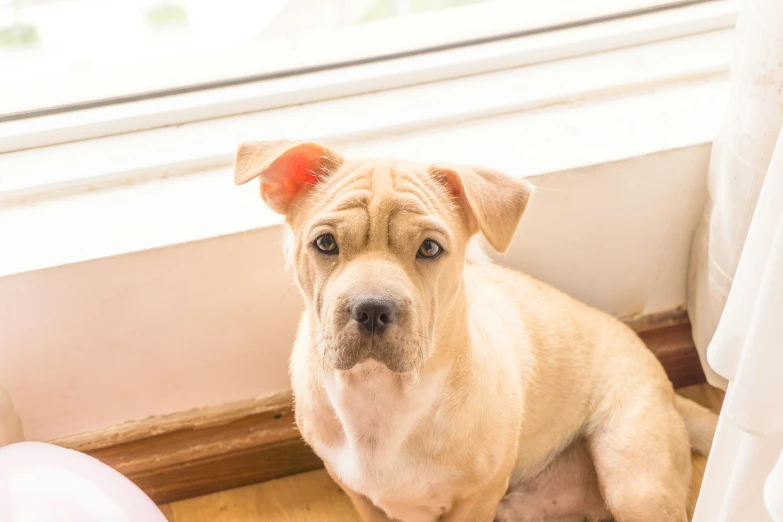 a brown and white dog looking outside from a window