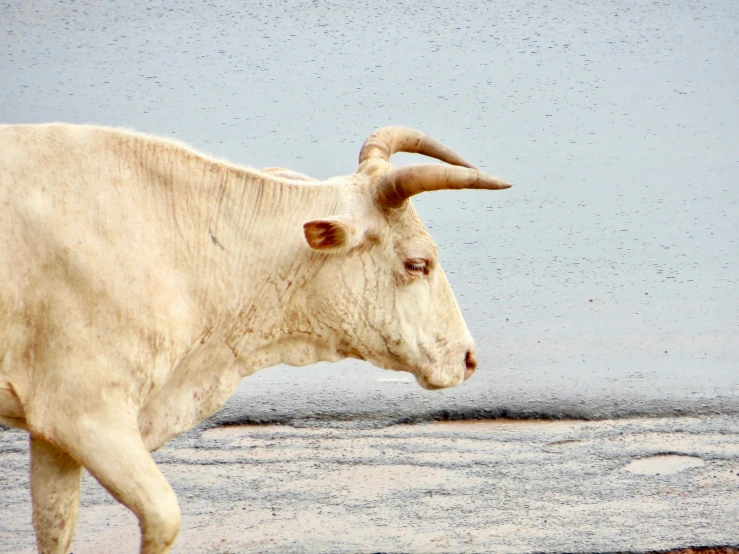 a large cow walking on top of a wet grass field