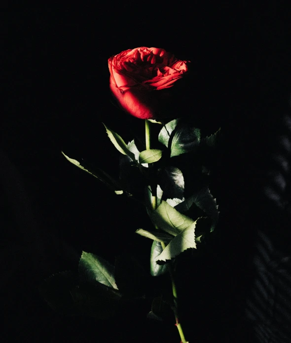 red rose, dark background, in the darkness