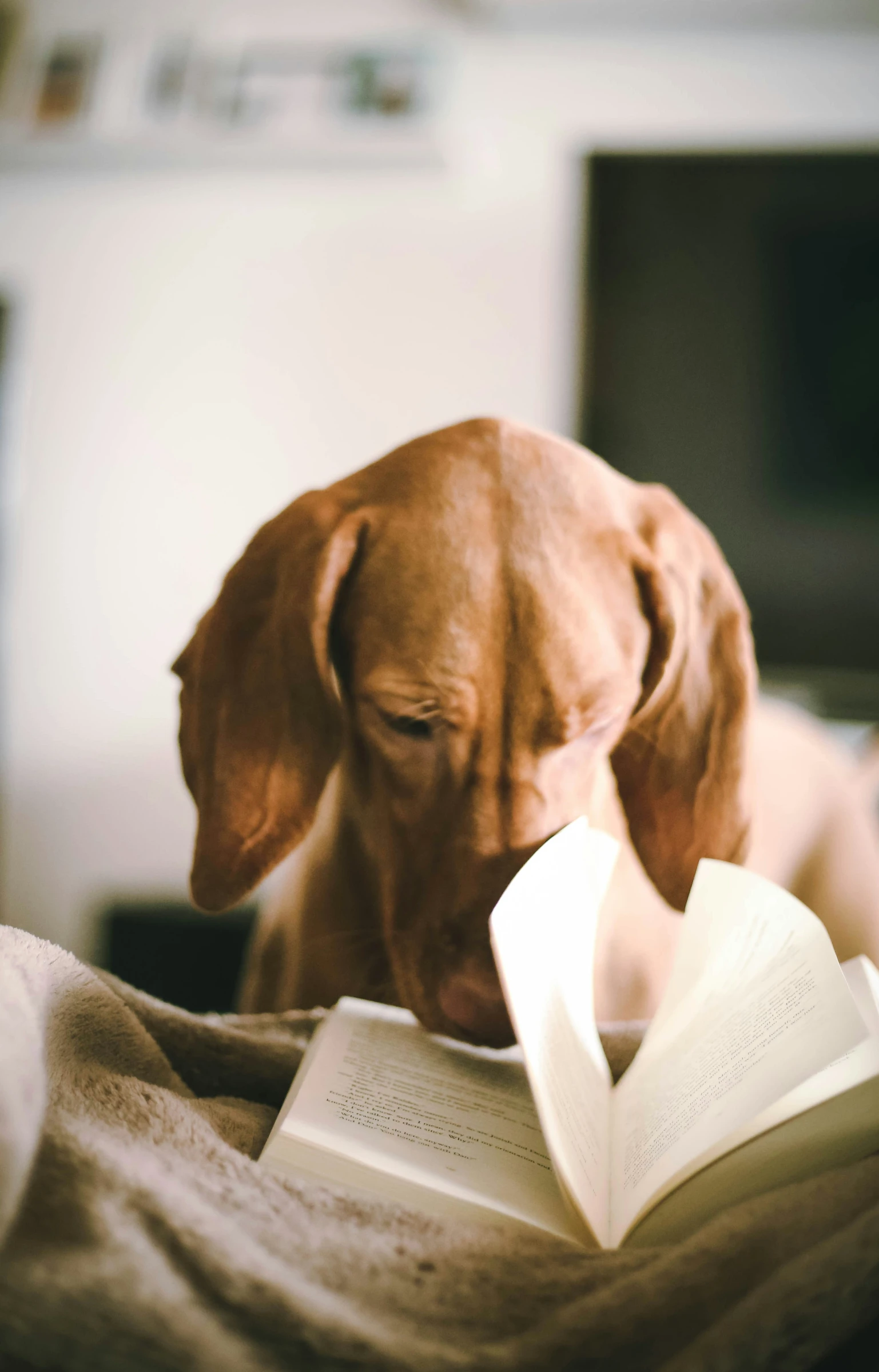 a dog looking down at a book that is open