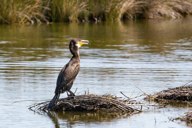 a bird standing on some twigs in water