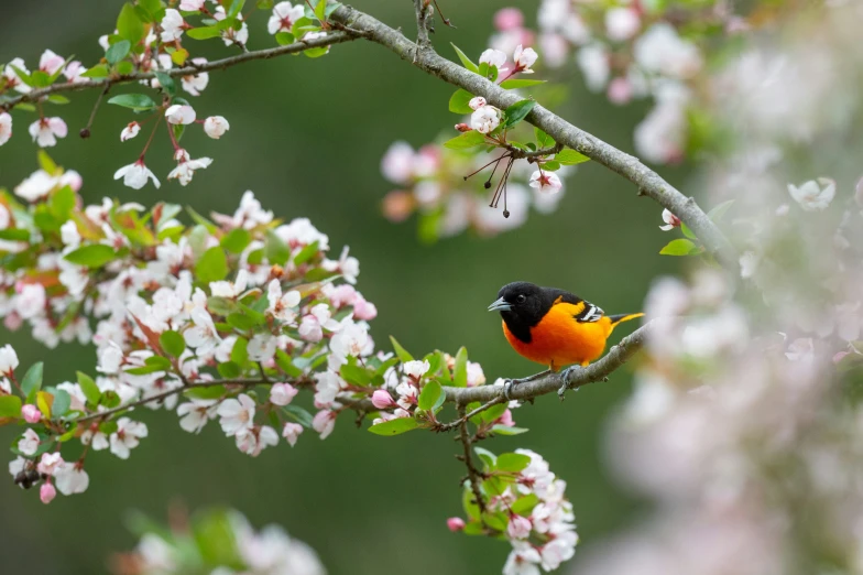 a orange black and gray bird perched on tree nches