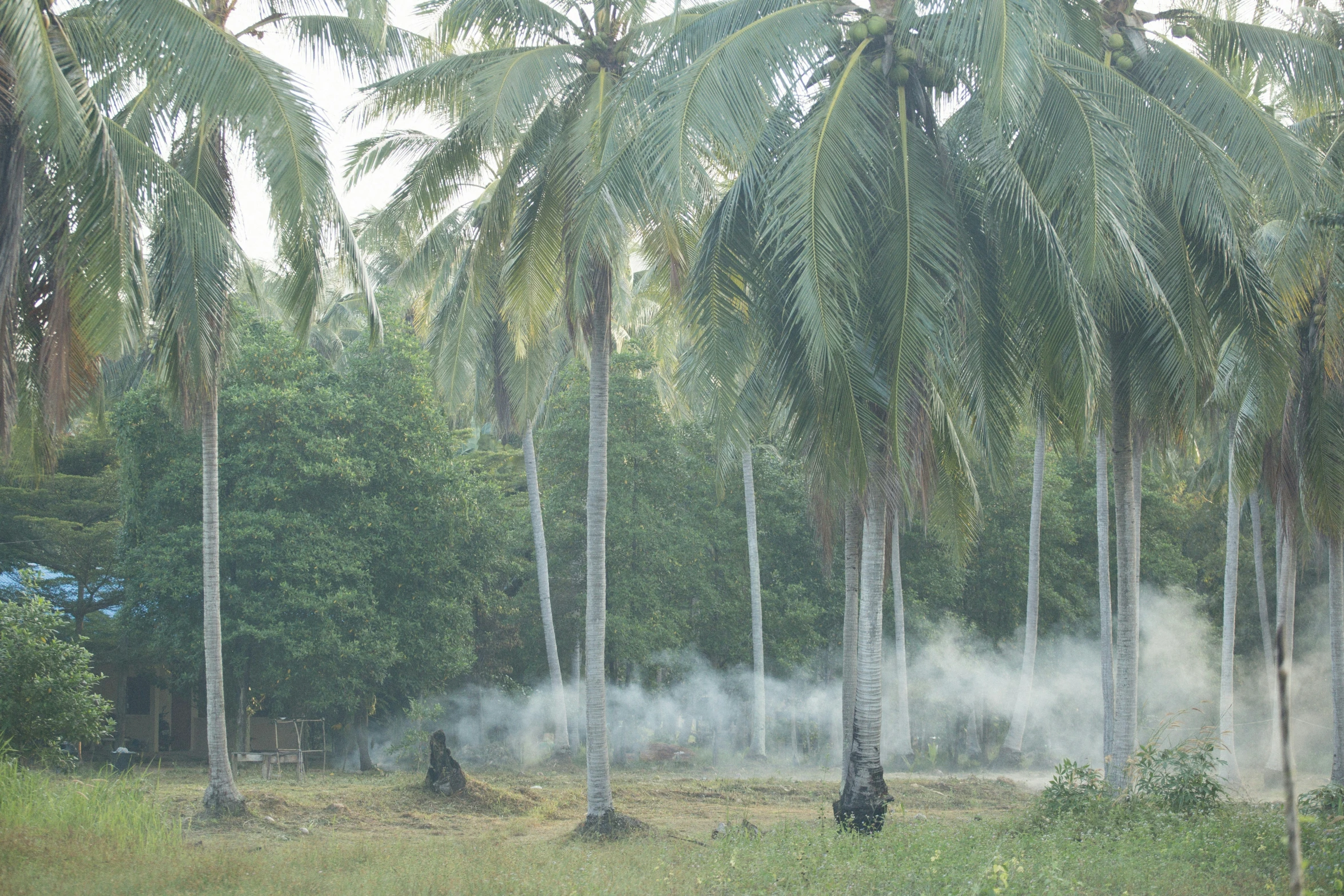 trees are growing on land near some palm trees