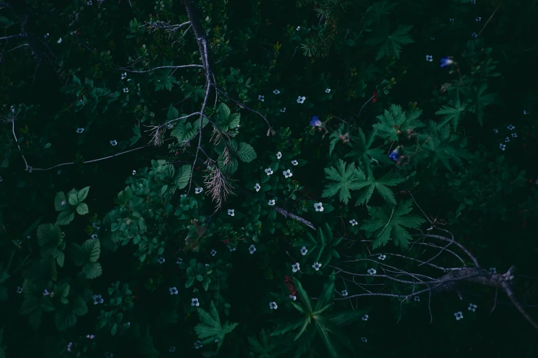 a few leaves that are out in the dark