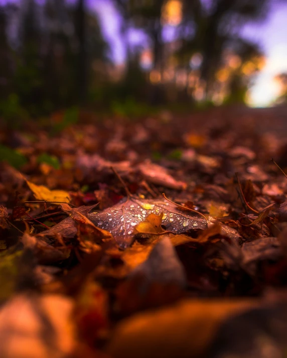 leaves lie on the ground next to trees