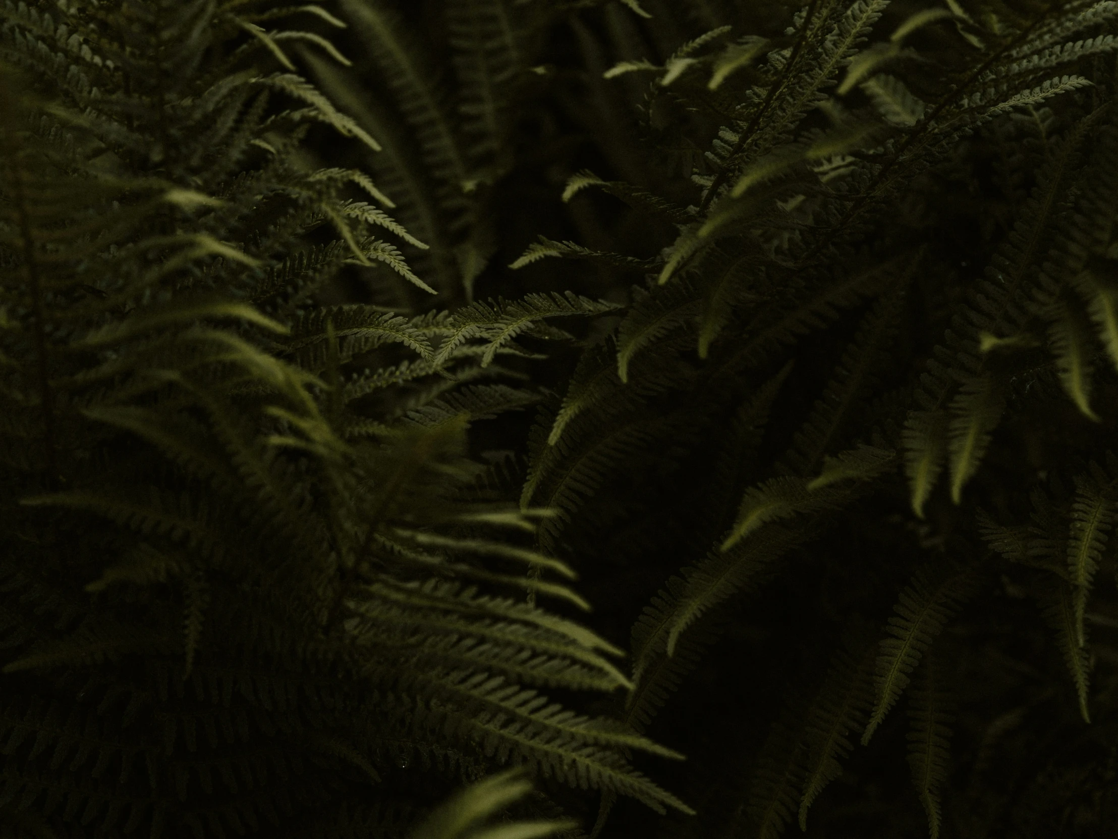 several green plants in a forest at night