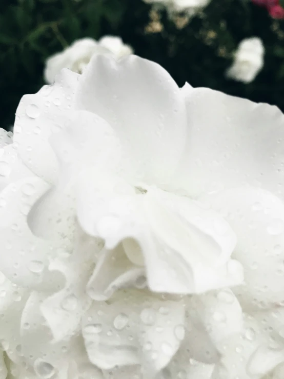 a close up of a white flower with rain drops