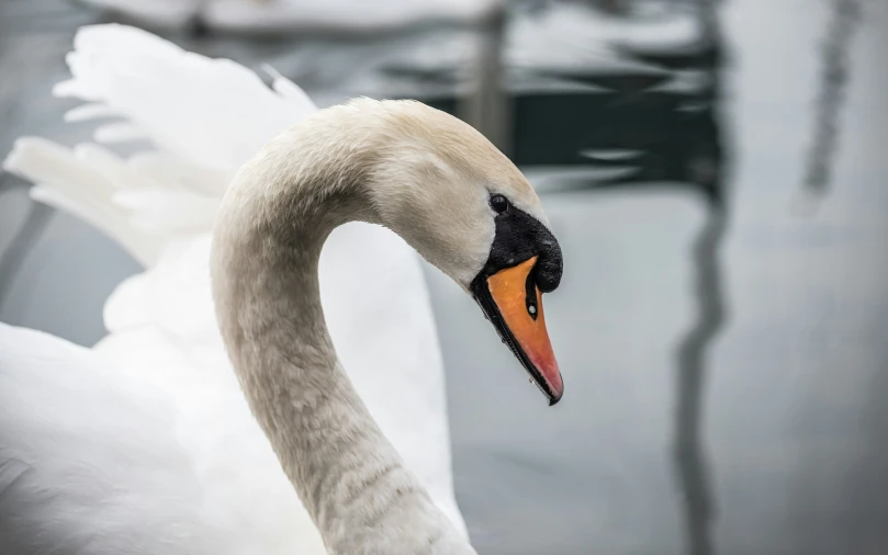 a swan stands by itself by some water