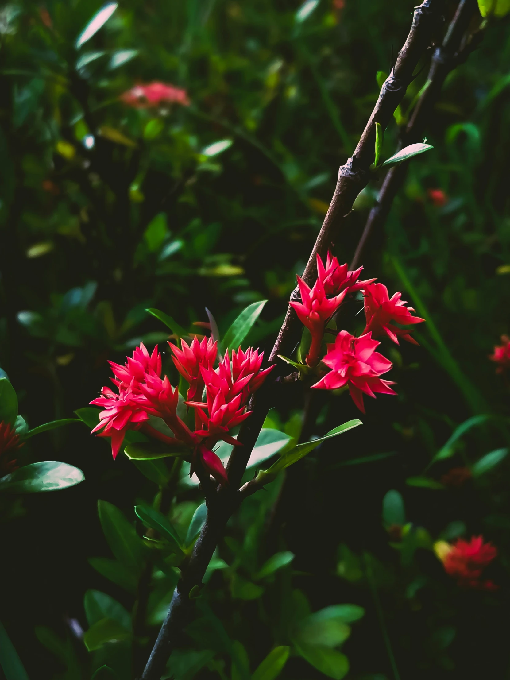 the flowers are blooming in a garden with green foliage