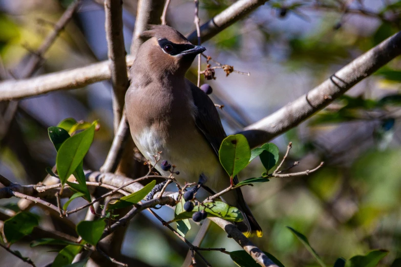 bird sitting on top of a tree nch with leaves