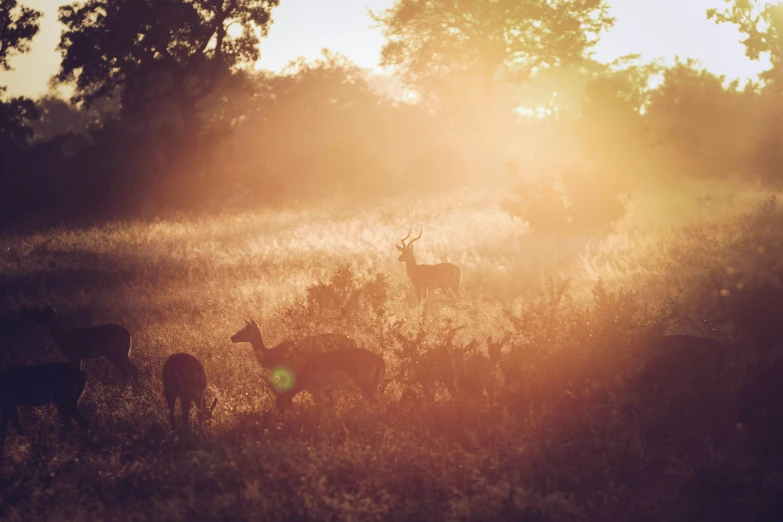 a herd of wild animals standing in a grassy field