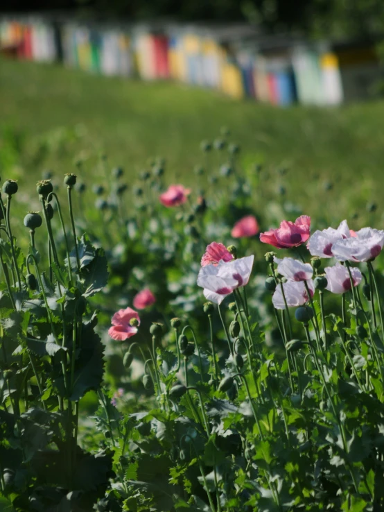 pink flowers are in the foreground near many colored buisbees