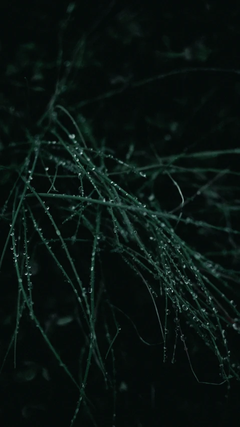 wet nches on the ground with dark night sky