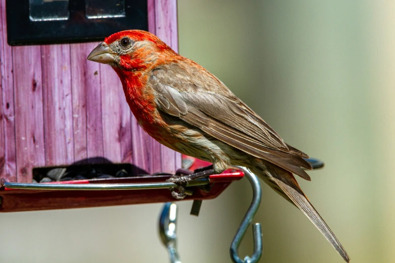 a bird that is sitting on top of a metal pole