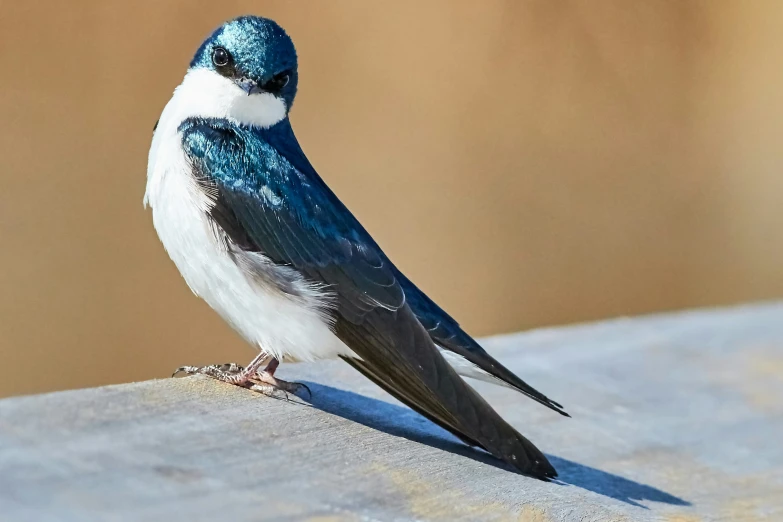 a small blue and white bird sitting on the edge of a wall