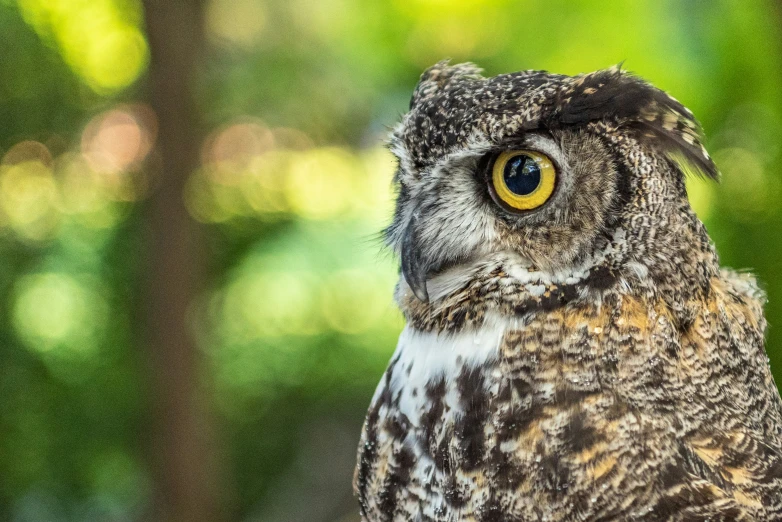 the head and shoulders of an owl is shown