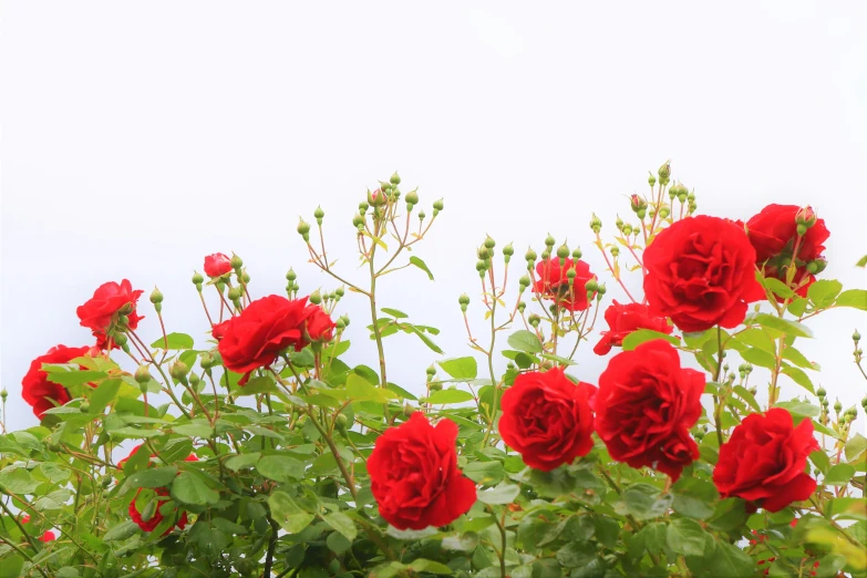 the group of red roses are growing together