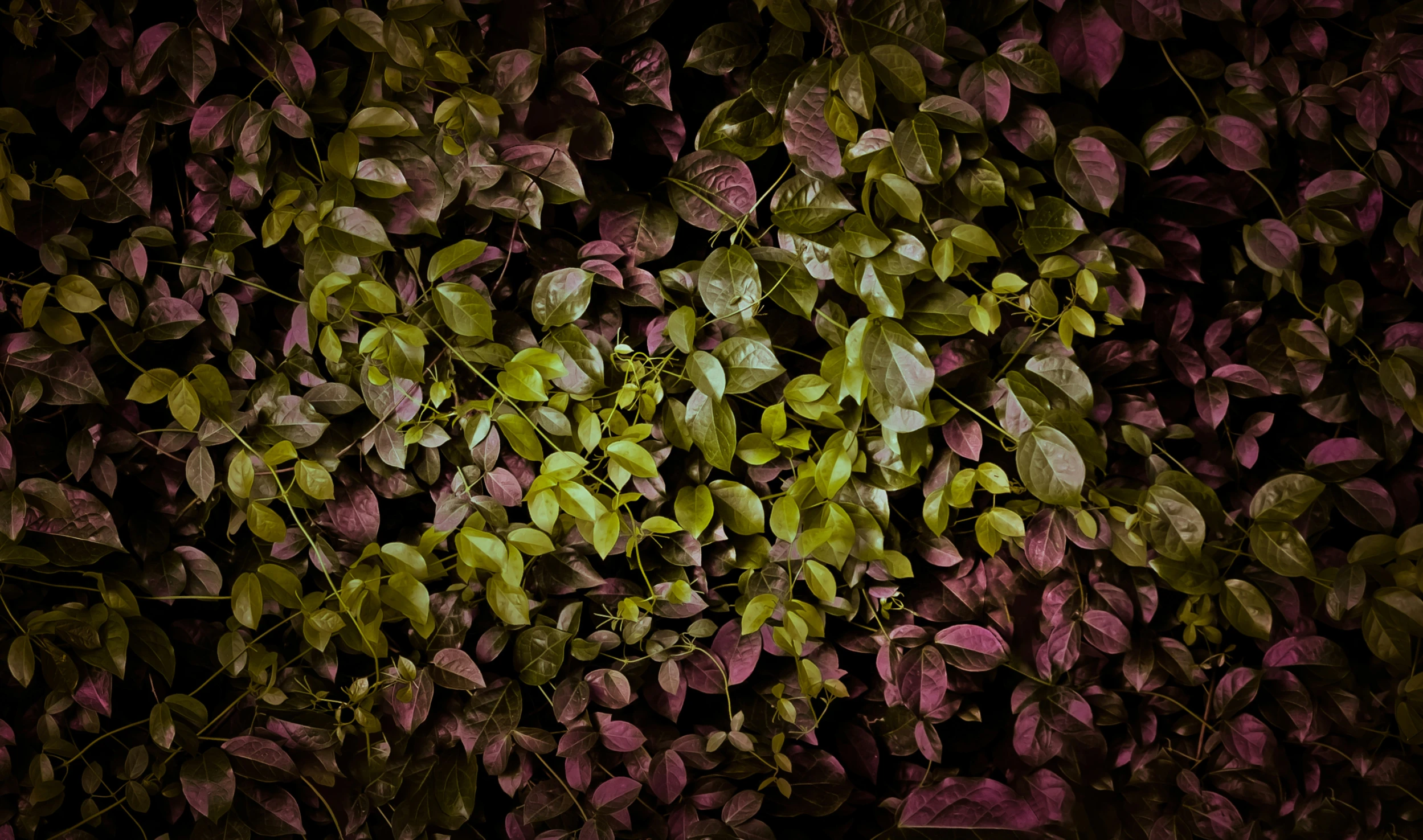 there are many purple and green plants growing on the wall