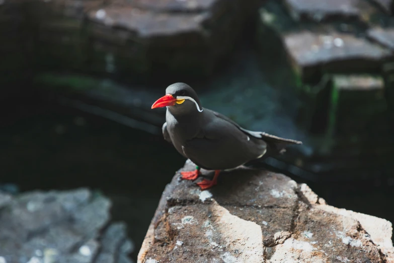 there is a bird that is sitting on a rock