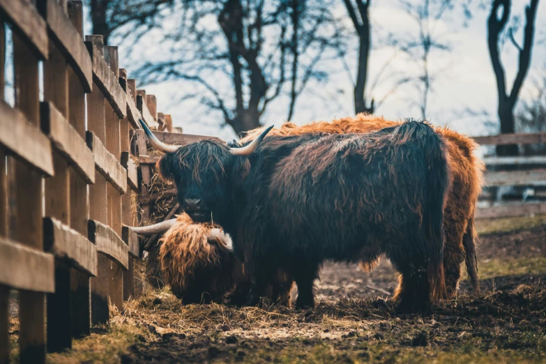 two yaks standing next to each other behind a wooden fence