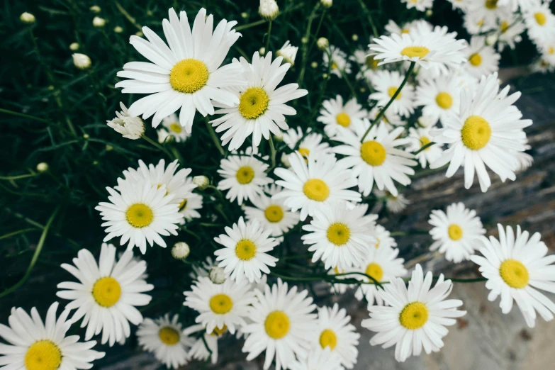 closeup view of daisy flowers with lots of yellow centers