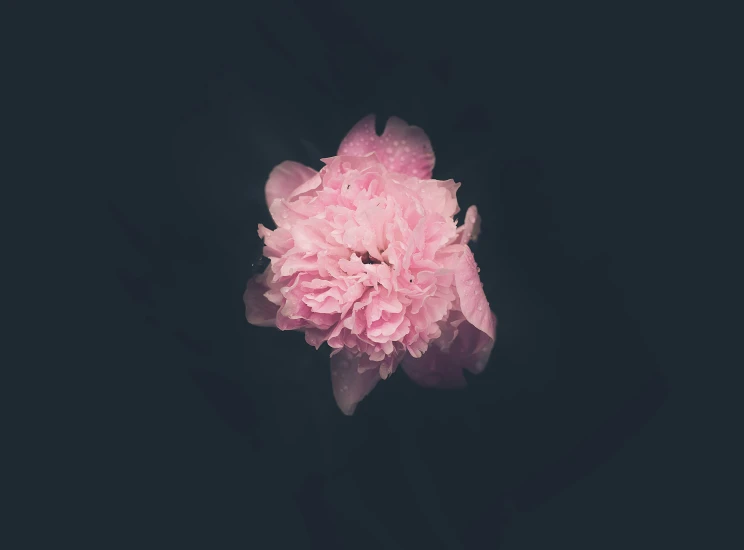 the pink flower is floating in the air