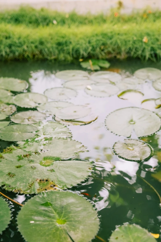 a pond of water lillies and grass around it