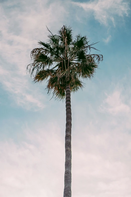 a palm tree with white clouds behind it