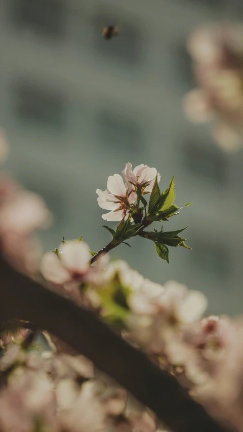 a small white flower on a tree nch