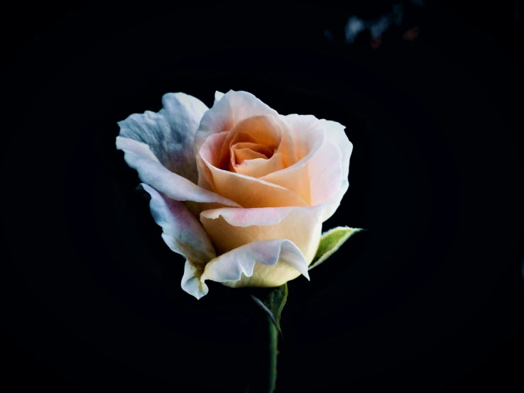 the large peach rose is glowing in the dark